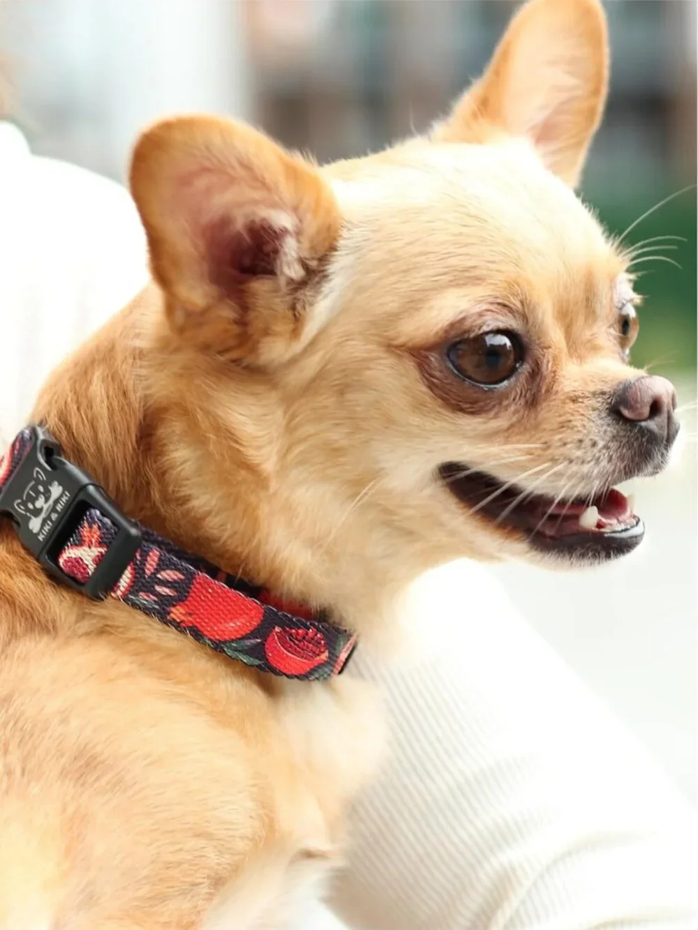 Adjustable Soft Nylon Dog Collar for Small Dogs, Quick-Release, Artist Print